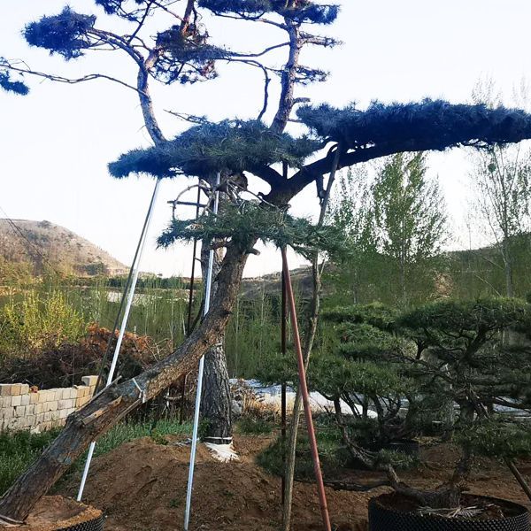 春暖花開(kāi)，造型黑松需要什么？做好三點(diǎn)保全年